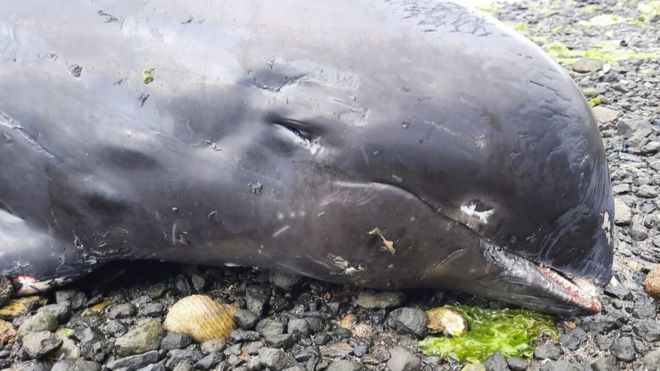  Mauritius oil spill: Dead dolphins found after shipwreck