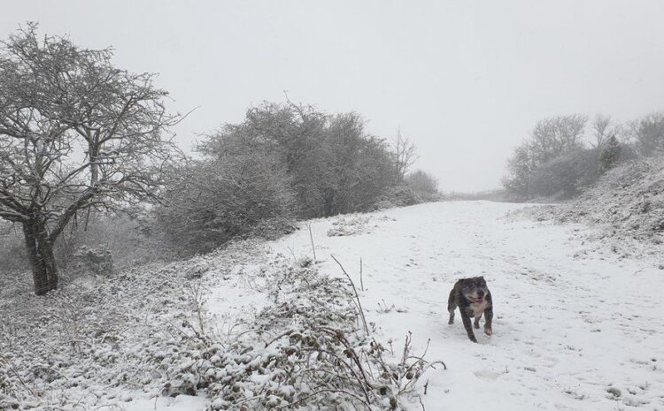  Storm Darcy: Netherlands hit by ‘first major snowstorm in decade’