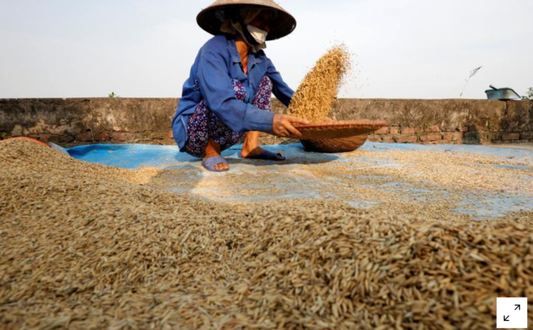 Weaker currencies push Indian, Thai rice export rates lower