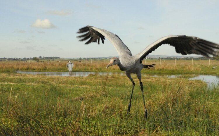  Cranes: Flying giant returning to Ireland after 300 years