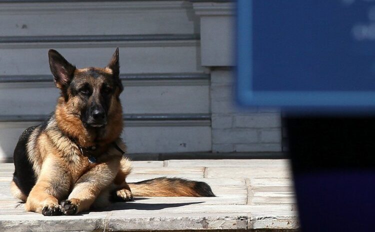 Joe and Jill Biden announce death of ‘beloved’ dog Champ