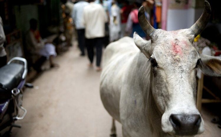  Uttar Pradesh: Why deadly cow attacks are an issue in Indian state election