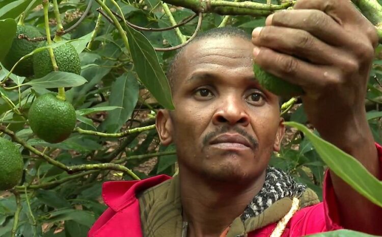  Kenyan vigilantes taking on avocado gangs